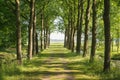 Path with tall trees on both sides Royalty Free Stock Photo