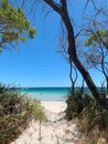 Path between tall trees on a serene beach in Siesta Park Beach in Busselton, Western Australia Royalty Free Stock Photo