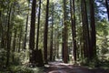 Path Through Tall Trees in Sunny Forest Near Willits, California Royalty Free Stock Photo