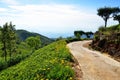 Path through the tea plantations Royalty Free Stock Photo