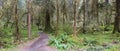 Path through the temperate rain forest Royalty Free Stock Photo