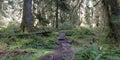 Path through the temperate rain forest Royalty Free Stock Photo