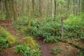 Path in temperate rainforest Royalty Free Stock Photo