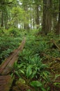 Path in temperate rainforest Royalty Free Stock Photo