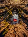 Path of Texture, Red Petal Floating in the Root's Canyon Royalty Free Stock Photo