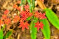 Small Nature, Red Autumn Leaves