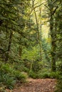 Path through thick fern and mossy trees