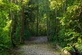 Path among the thick green vegetation of a natural biotope. Royalty Free Stock Photo