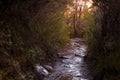 Path in thick shrubbery in the Australian bush Royalty Free Stock Photo