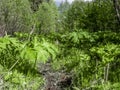 a path through the thickets of hogweed in the forest Royalty Free Stock Photo