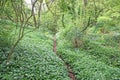 Path though wild garlic in a wood