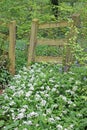 Path though wild garlic in a wood