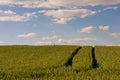 Path threw th Rye Field in Belarus