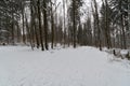 path throug a snowy forest in winter Royalty Free Stock Photo