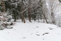 path throug a snowy forest in winter Royalty Free Stock Photo