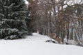 path through a snowy forest in winter Royalty Free Stock Photo