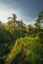 Path throught Indonesian Rice fields