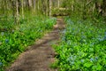 Path thru bluebells in an Ohio wood Royalty Free Stock Photo