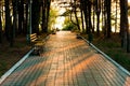 A path of tiles through the forest Royalty Free Stock Photo