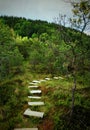 Path in the Tinovul Mohos Royalty Free Stock Photo