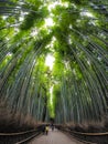 Path to bamboo forest, Arashiyama, Kyoto, Japan Royalty Free Stock Photo