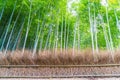 Path to bamboo forest at Arashiyama in Kyoto. Royalty Free Stock Photo
