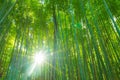 Path to bamboo forest at Arashiyama in Kyoto. Royalty Free Stock Photo