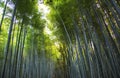 Path to bamboo forest, Arashiyama, Kyoto, Japan. Vibrant morning