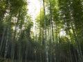 Path to bamboo forest, Arashiyama, Kyoto, Japan. Vibrant morning