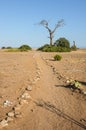 Path to the Beach, with dead tree