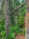 A path to deep in the Siberian taiga