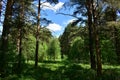 The path to the fluffy pine forest tall coniferous trees.Green grass. Mixed array. Young leaves Royalty Free Stock Photo