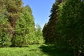 The path to the fluffy pine forest tall coniferous trees.Green grass. Mixed array. Young leaves