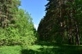 The path to the fluffy pine forest tall coniferous trees.Green grass. Mixed array. Young leaves Royalty Free Stock Photo