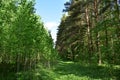 The path to the fluffy pine forest tall coniferous trees.Green grass. Mixed array. Young leaves