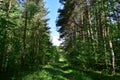 The path to the fluffy pine forest tall coniferous trees.Green grass. Mixed array. Young leaves