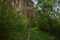 The path to the fluffy pine forest tall coniferous trees.Green grass. Mixed array. Young leaves Royalty Free Stock Photo