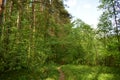 The path to the fluffy pine forest tall coniferous trees.Green grass. Mixed array. Young leaves