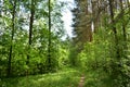 The path to the fluffy pine forest tall coniferous trees.Green grass. Mixed array. Young leaves Royalty Free Stock Photo