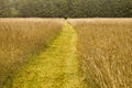 Path To The Forest