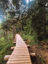 A path to the forest bridge Royalty Free Stock Photo