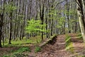 Forest trail in the Bakony