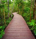 Path to the jungle,Trang,Thailand Royalty Free Stock Photo