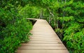 Path to the jungle Royalty Free Stock Photo