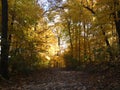 Fall forest path to light Royalty Free Stock Photo