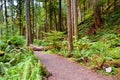 Path to Marymere Falls Royalty Free Stock Photo