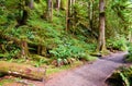 Path to Marymere Falls Royalty Free Stock Photo