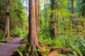 Path to Marymere Falls Royalty Free Stock Photo