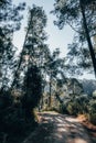 Path to the mountain, with pine trees, the sunset falling, and the dense vegetation of the mountain Royalty Free Stock Photo