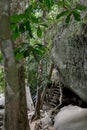 CAMBODIA SIEM REAP ANGKOR KBAL SPEAN TEMPLE Royalty Free Stock Photo